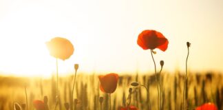 Jaka jest najlepsza mąką na pierogi?