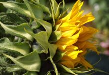 Czy można położyć tapetę na farbę lateksową?