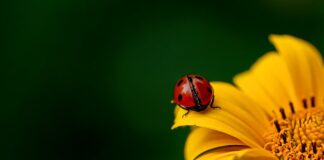 Ile kosztuje słupek ogrodzeniowy?