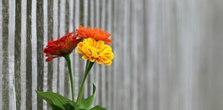 Jak zrobić tanie i ładne ogrodzenie?