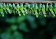 Czy kokon ogrodowy jest wygodny?