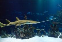 Dlaczego piła spalinowa dymi na niebiesko?