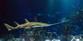 Dlaczego piła spalinowa dymi na niebiesko?