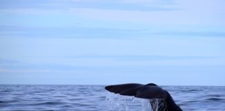 Jaką grubość płytek ściennych?