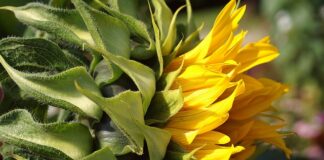 Od której strony kłaść tapetę?