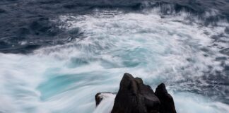 Jaka jest cena jajek z wolnego wybiegu?