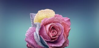 Czym różni się wiata od garażu?