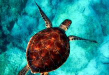 Co to jest powłoką ceramiczną na patelni?