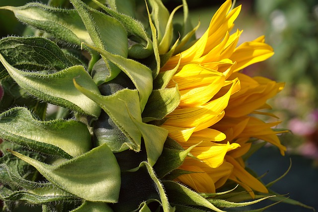 Jak połączyć tapetę z farbą na ścianie? Jak połączyć tapetę z farbą na ścianie?