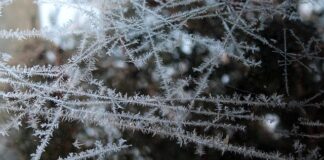 Jak najlepiej mrozić pierogi?