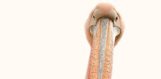 Co narasta pod paznokciem?