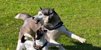 Co do dużej donicy na taras?