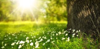 Jaka tapeta lepsza na flizelinie Czy samoprzylepna?