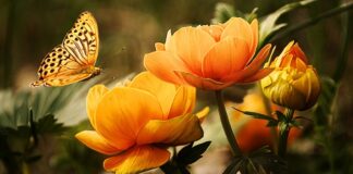 Ile kosztuje mycie ultradźwiękowe?