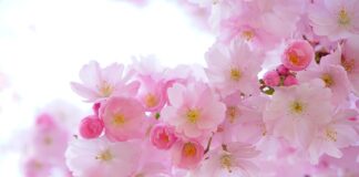 Jakie rośliny wieloletnie do gazonów?