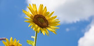 Ile lm do pokoju 20m2?