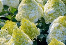 Kiedy nawozić hortensje