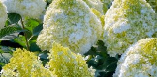 Kiedy nawozić hortensje